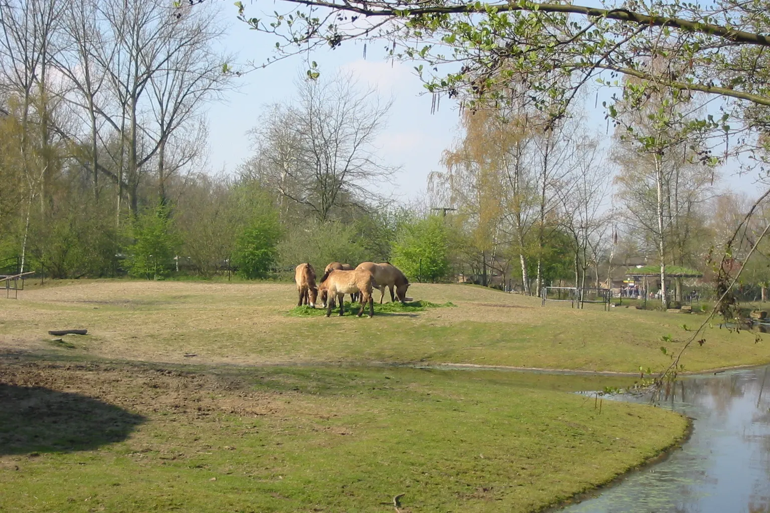 Planckendael Zoo Tickets: Checklist Before You Book