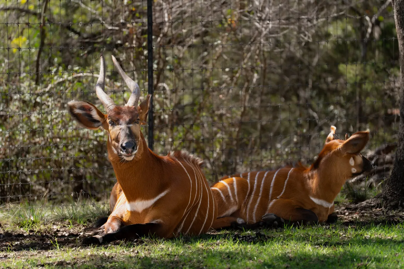 San Antonio Zoo tickets: how to avoid booking traps and fees