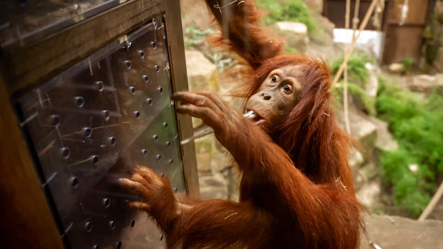 Planckendael Zoo